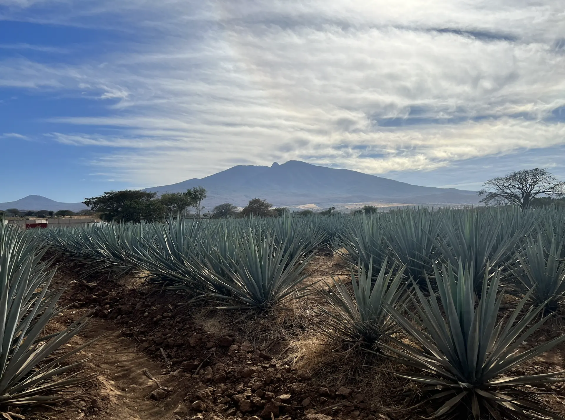 Blue Weber agave fields with the Volcán de Tequila behind them