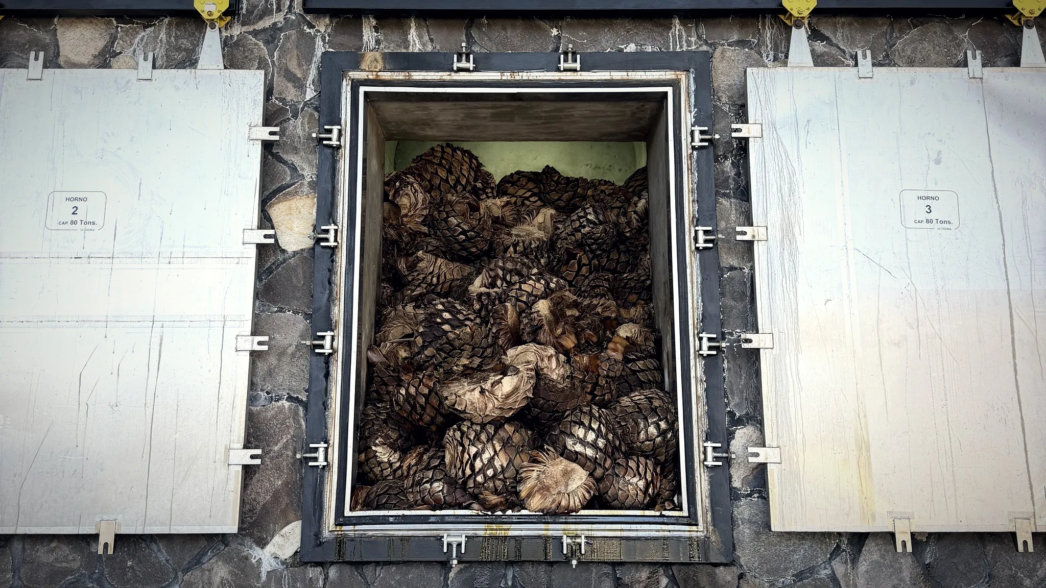 Cooked agave piñas inside a masonry oven